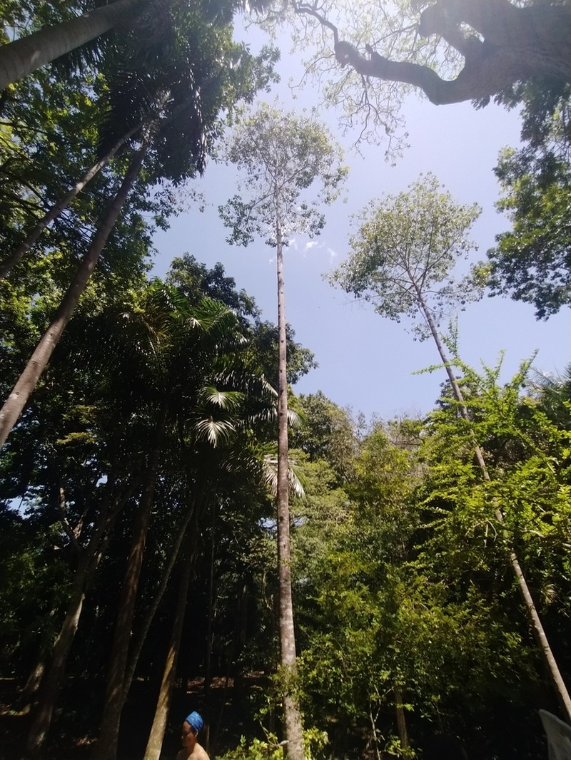 Aspidosperma desmanthum