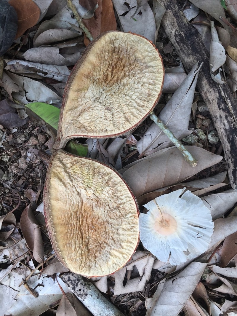Aspidosperma desmanthum photo 2