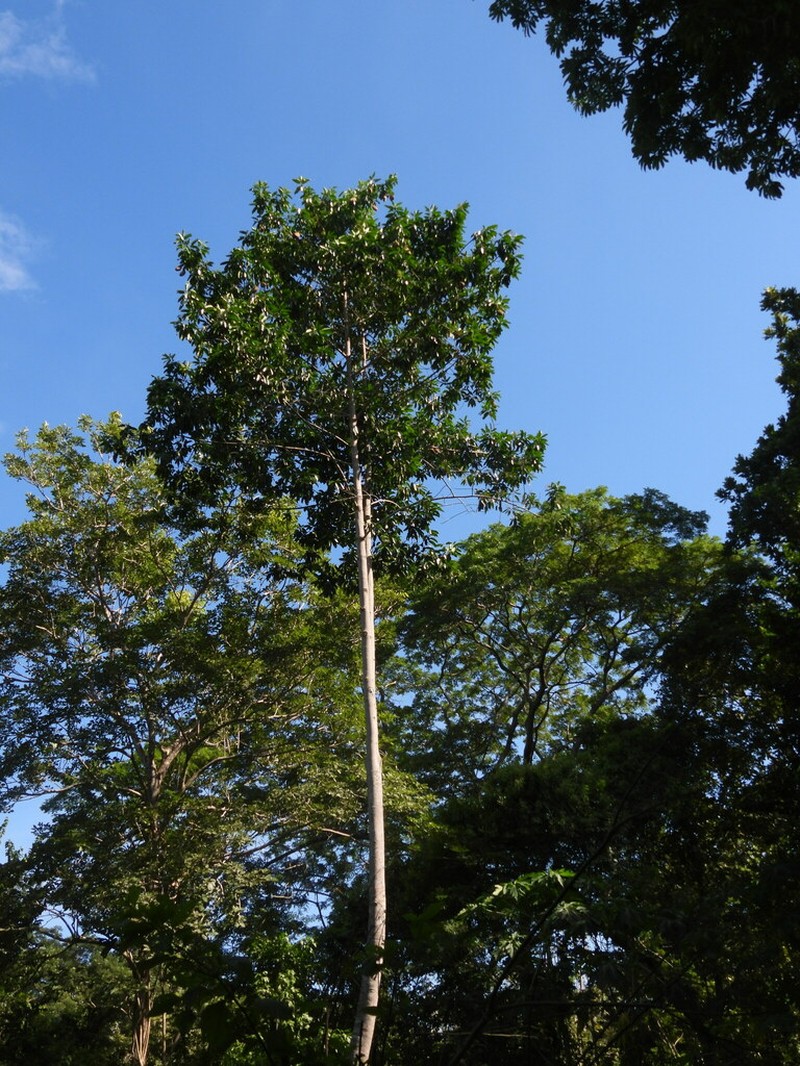 Aspidosperma desmanthum photo 3
