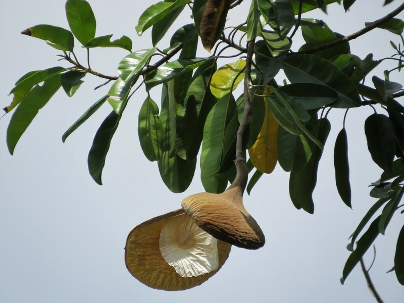 Aspidosperma desmanthum photo 4
