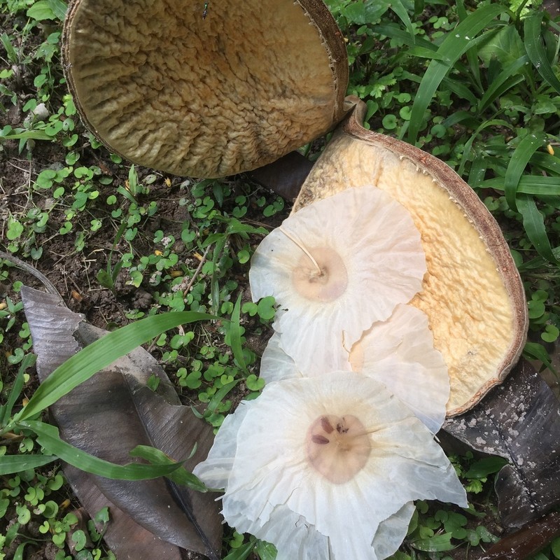 Aspidosperma desmanthum photo 5