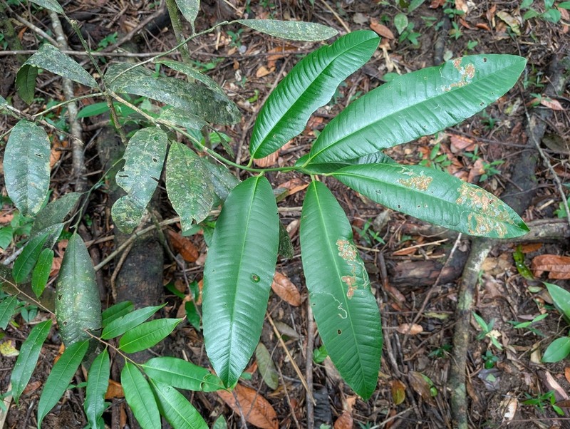 Aspidosperma desmanthum photo 6