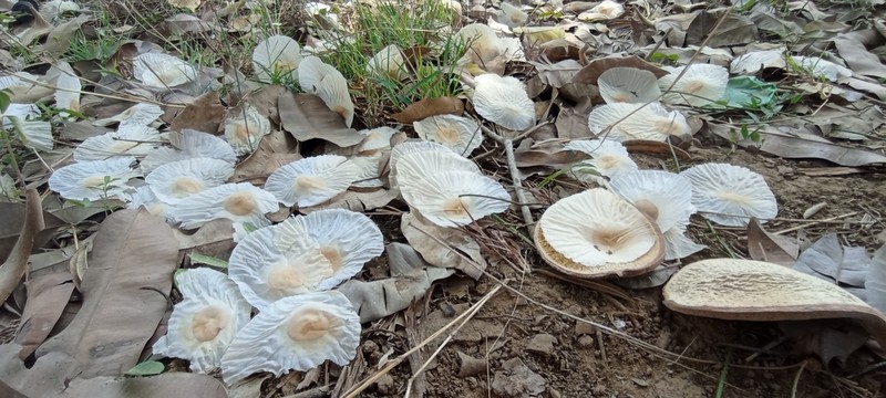 Aspidosperma desmanthum photo 8