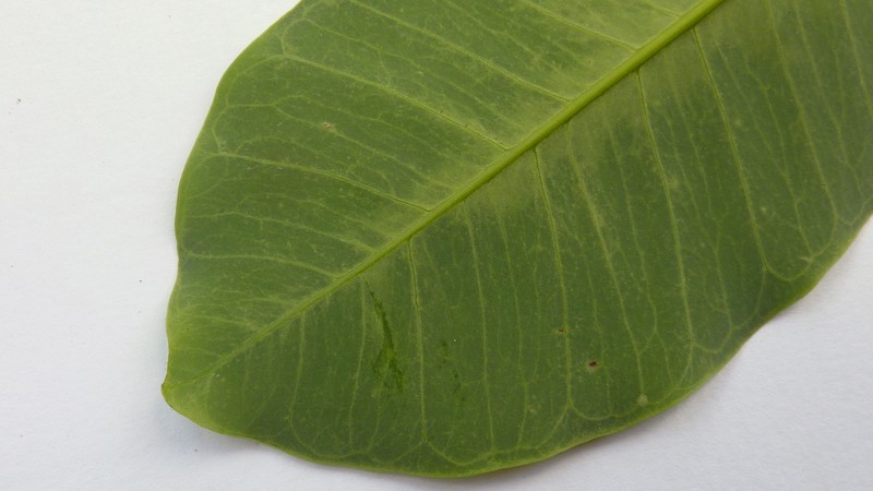 Aspidosperma discolor