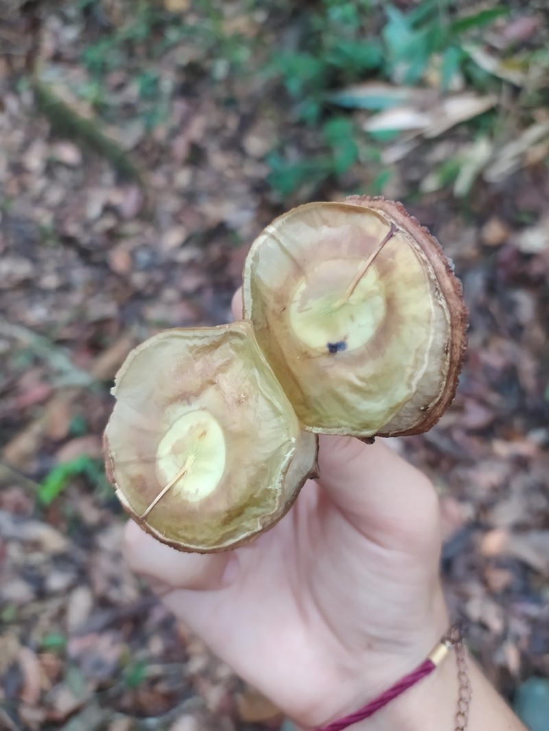 Aspidosperma discolor photo 3