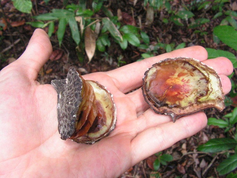 Aspidosperma discolor photo 4