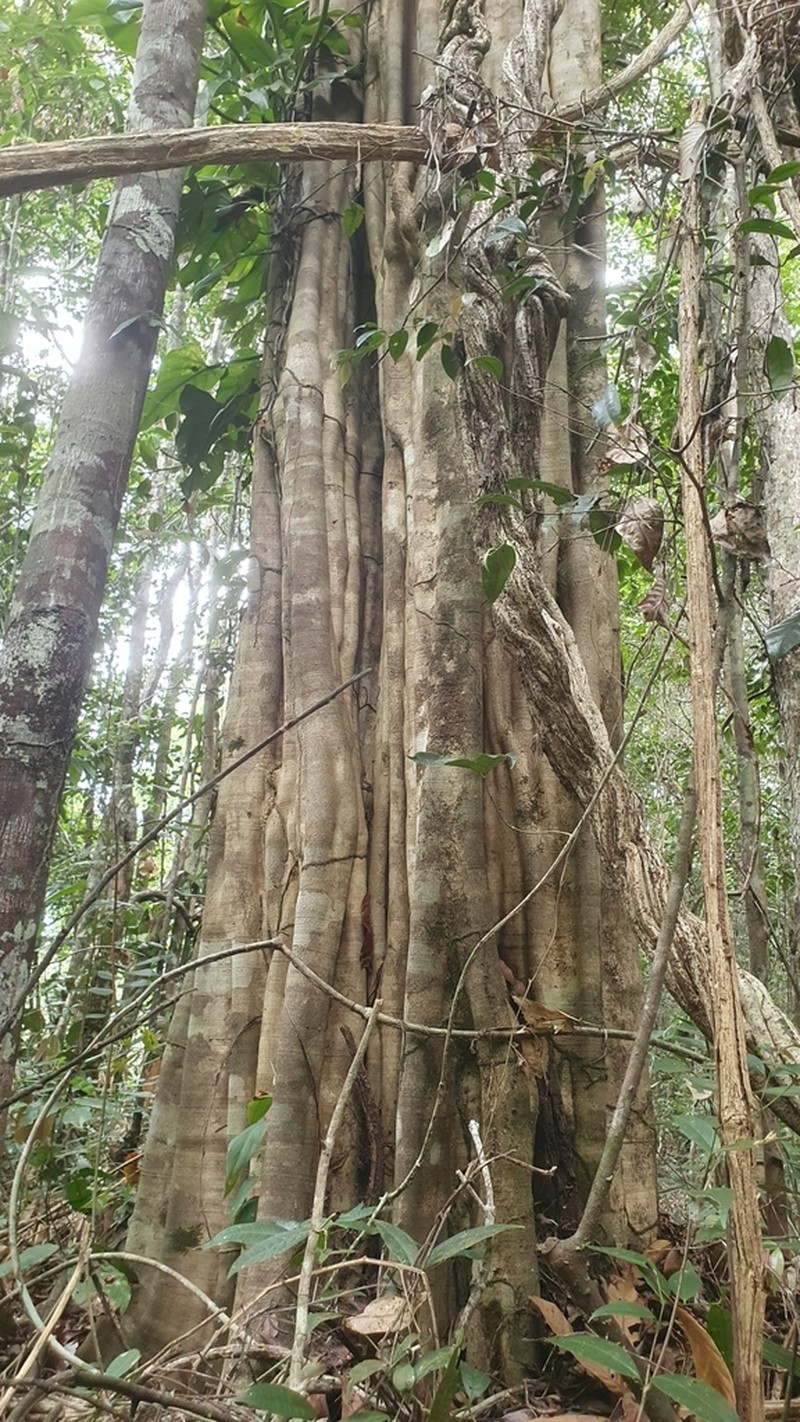 Aspidosperma discolor photo 5