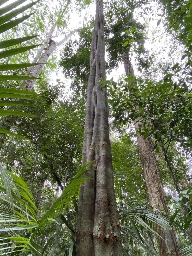 Aspidosperma discolor photo 6