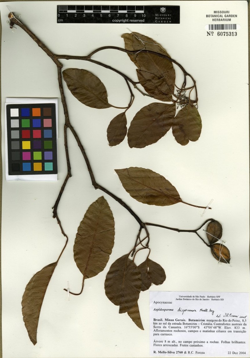 Aspidosperma dispermum photo 3