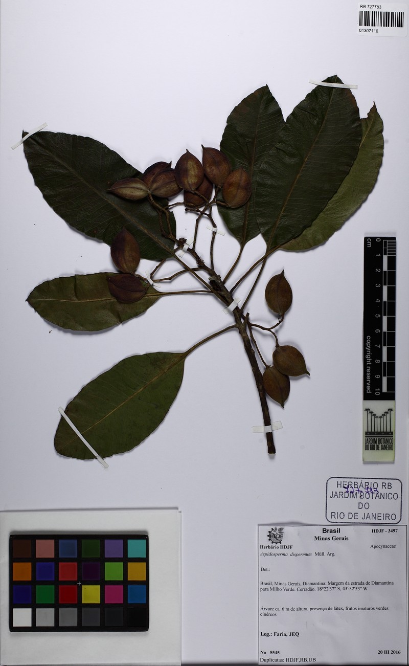 Aspidosperma dispermum