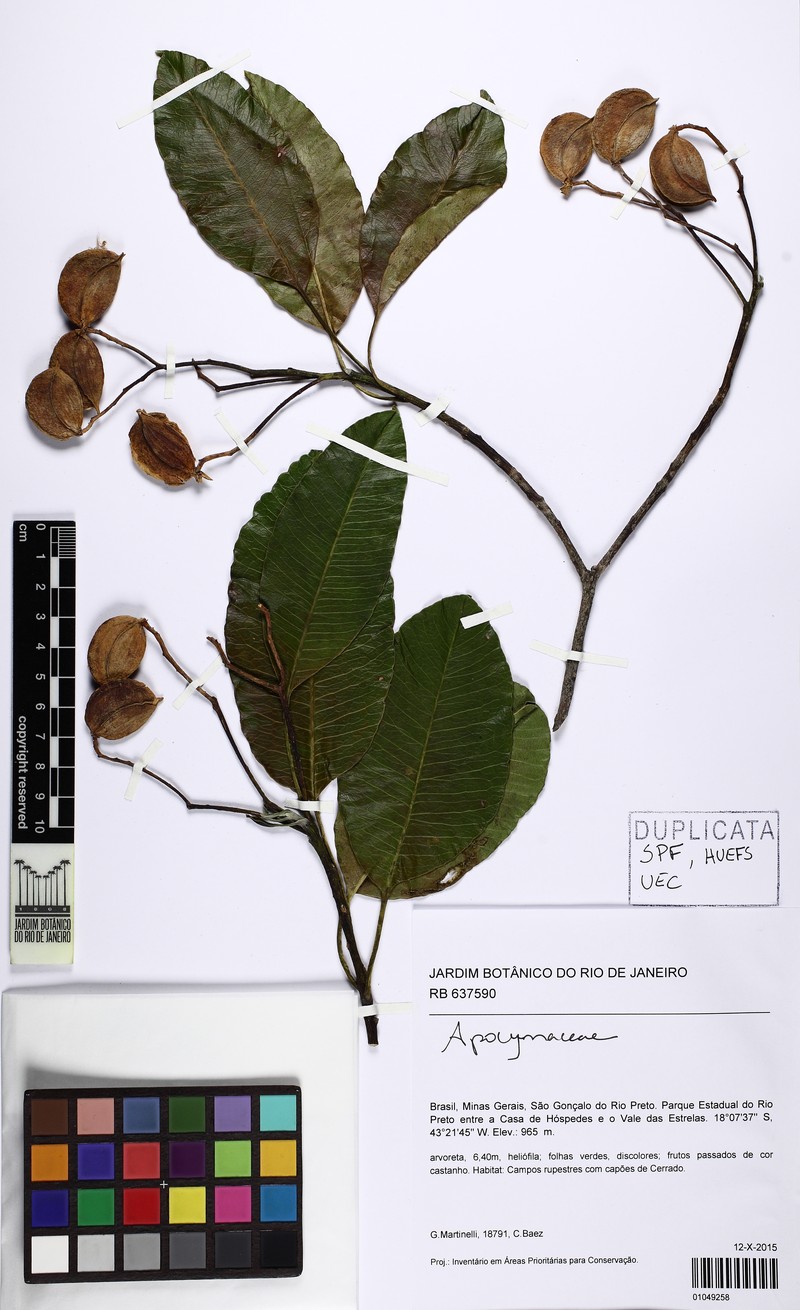 Aspidosperma dispermum photo 2