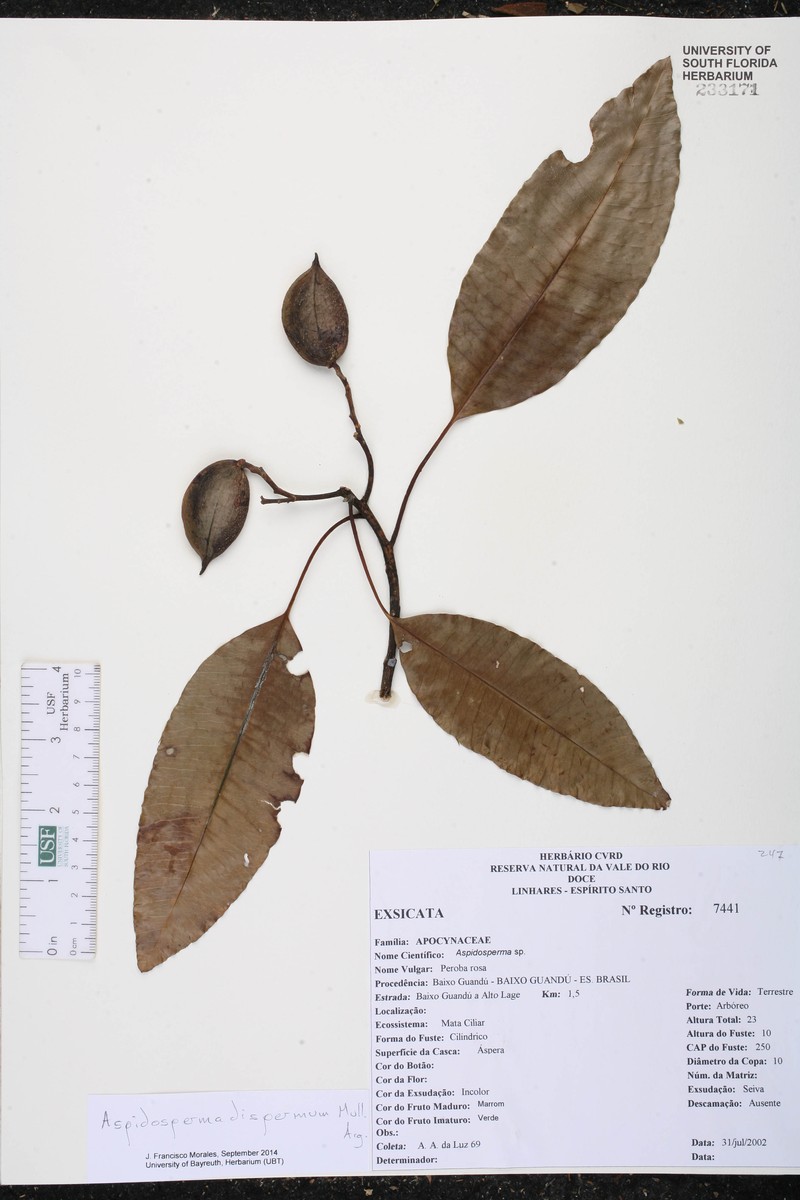 Aspidosperma dispermum photo 3