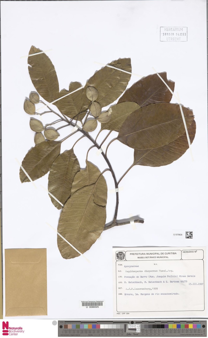 Aspidosperma dispermum photo 4