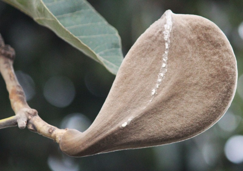 Aspidosperma duckei photo 2