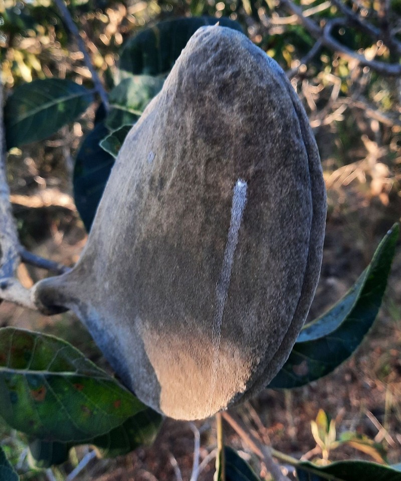 Aspidosperma duckei photo 3