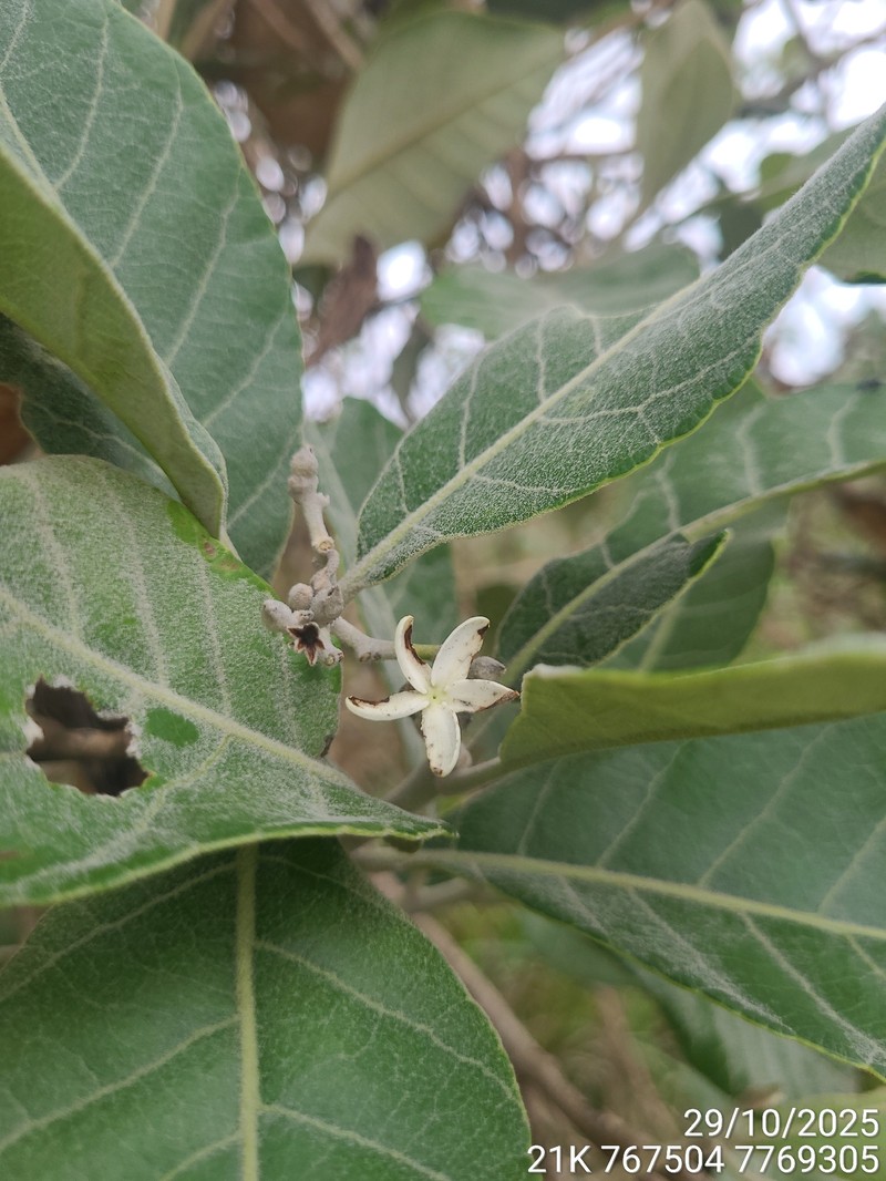 Aspidosperma duckei photo 4