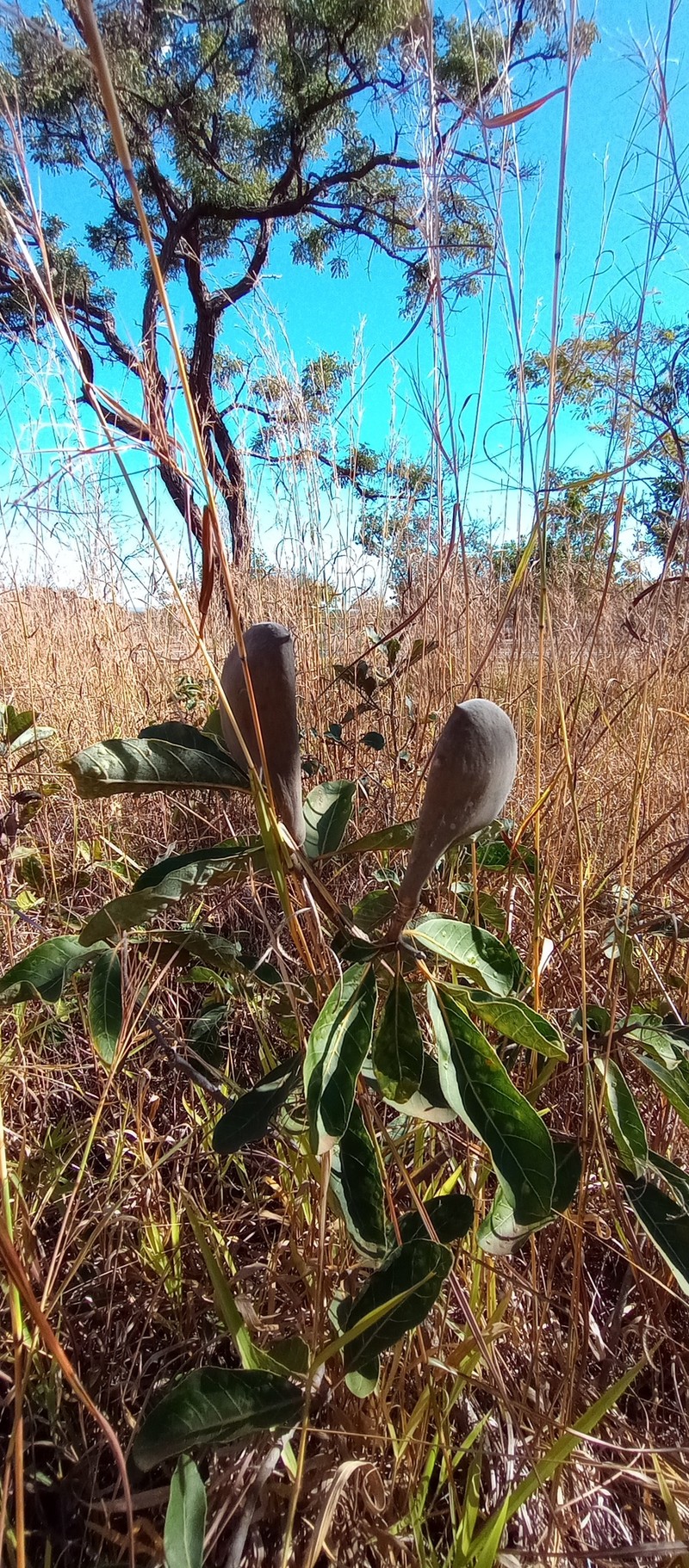 Aspidosperma duckei photo 5