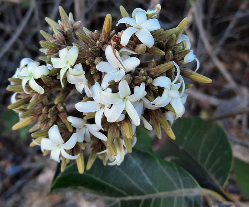 Aspidosperma duckei photo 6