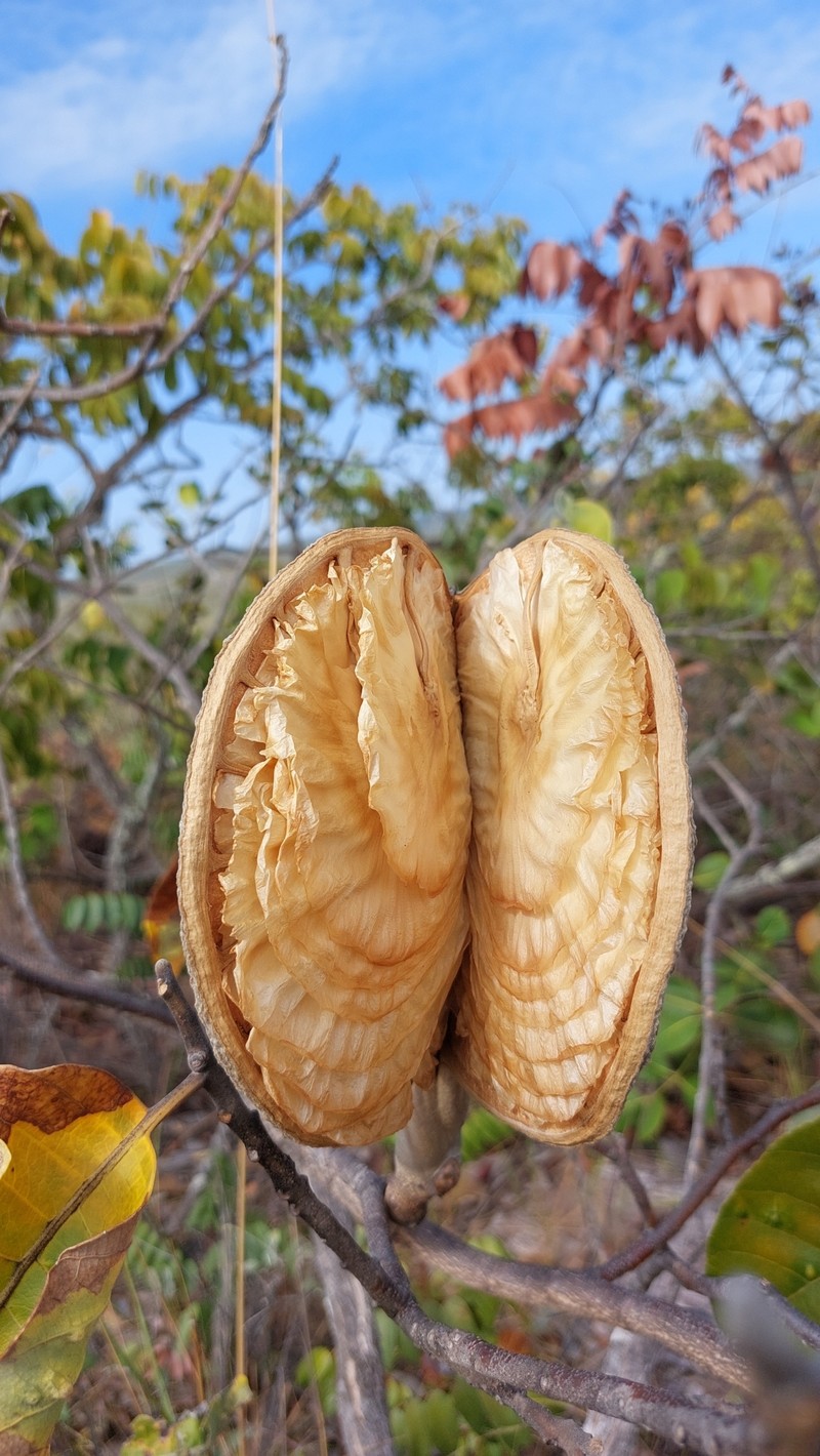 Aspidosperma duckei photo 7