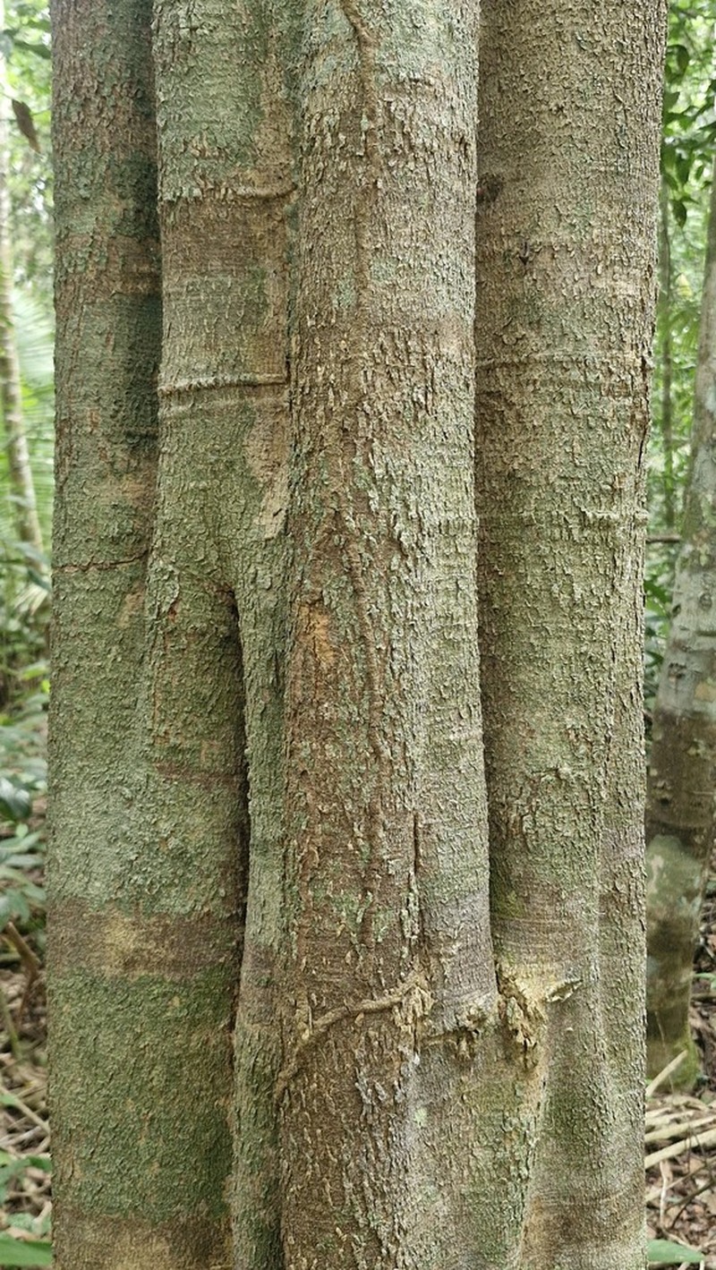 Aspidosperma eburneum