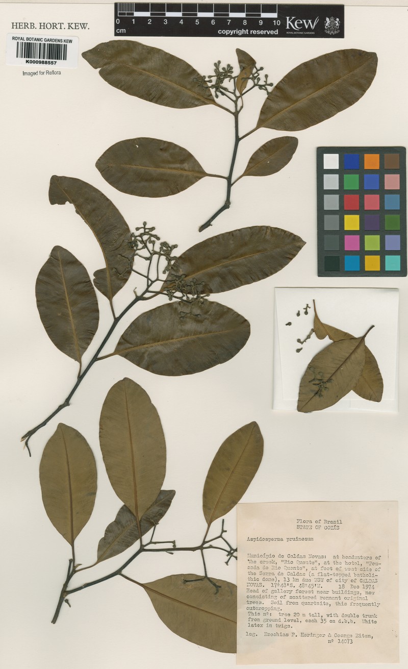 Aspidosperma eburneum photo 5