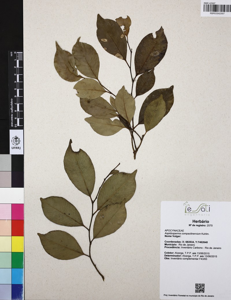 Aspidosperma eburneum