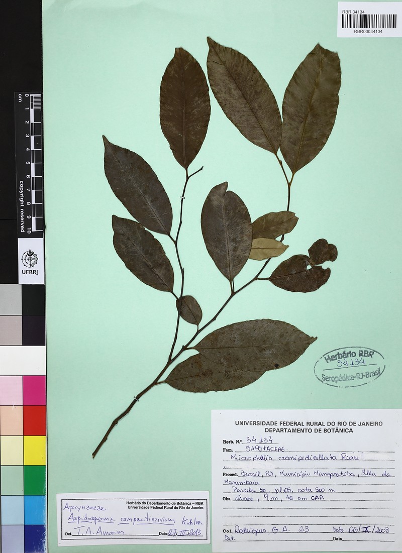 Aspidosperma eburneum photo 2