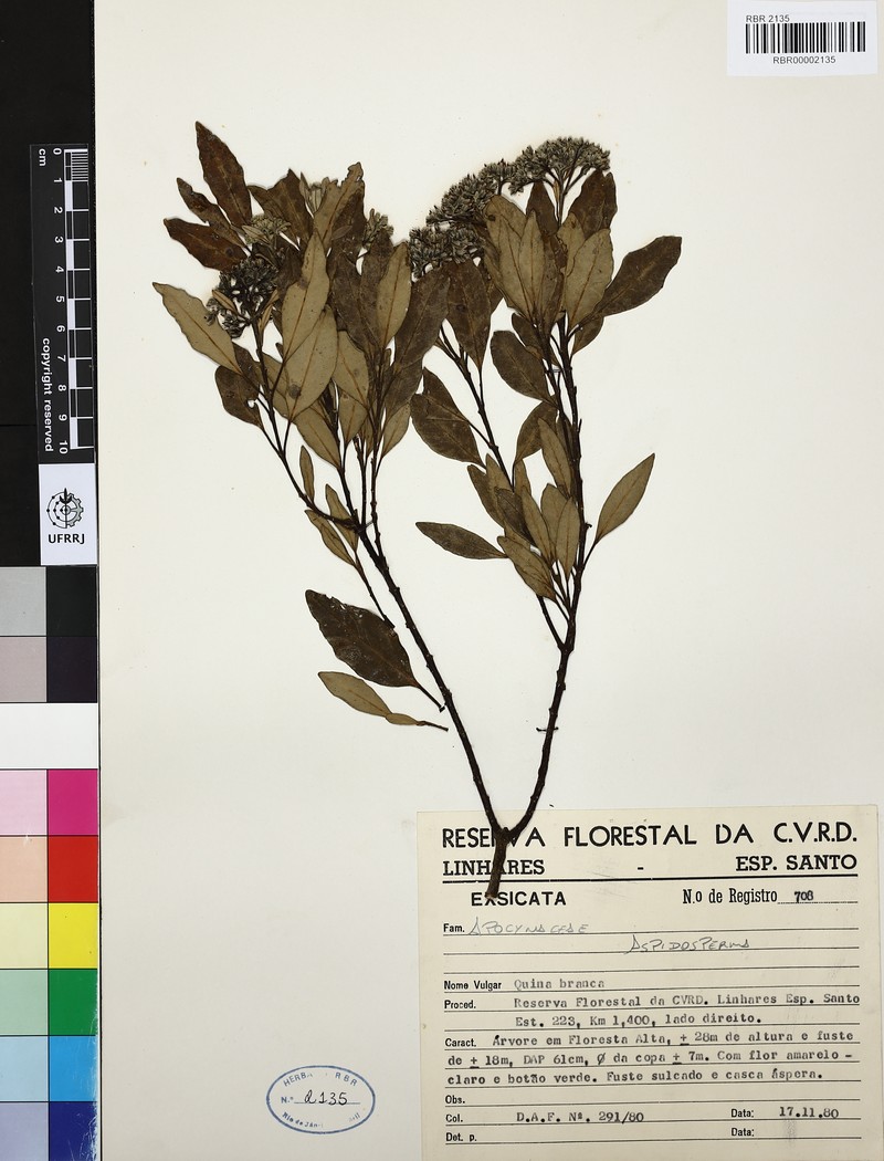 Aspidosperma eburneum photo 3