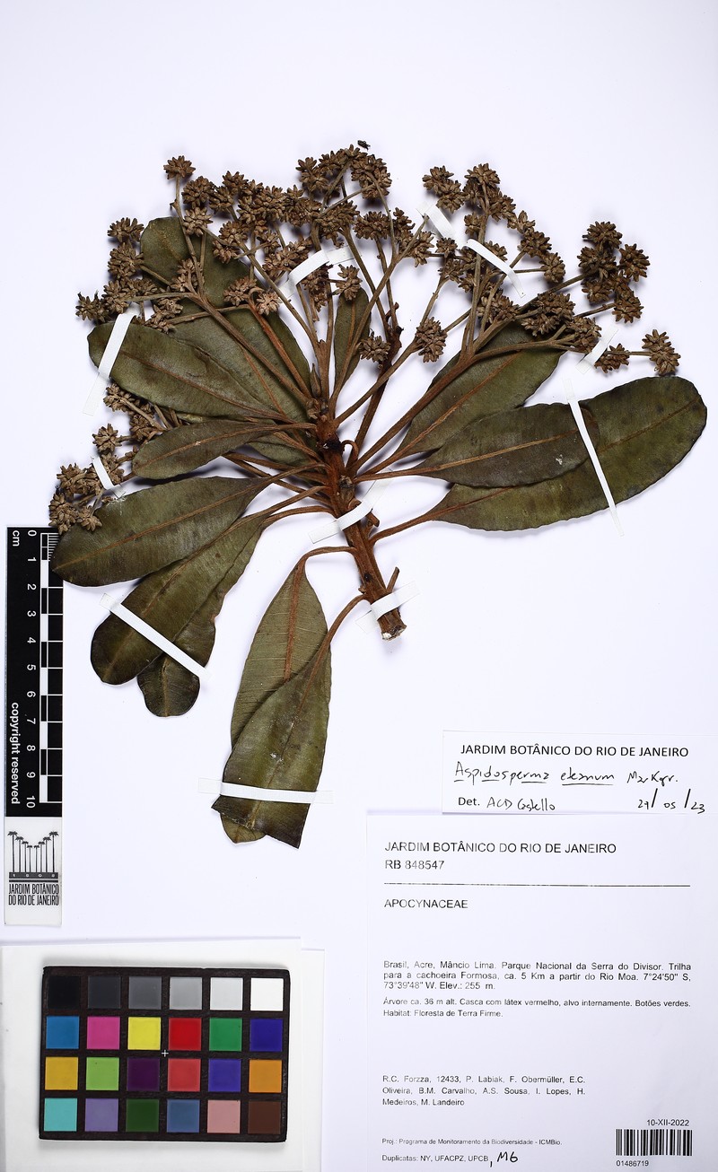 Aspidosperma eteanum