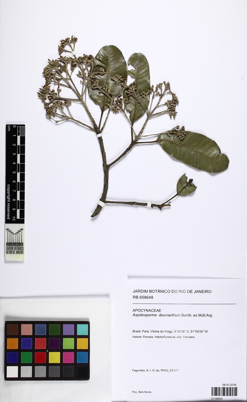 Aspidosperma eteanum photo 2