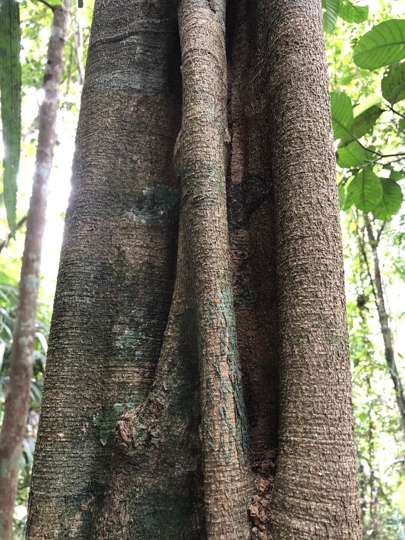Aspidosperma excelsum photo 5