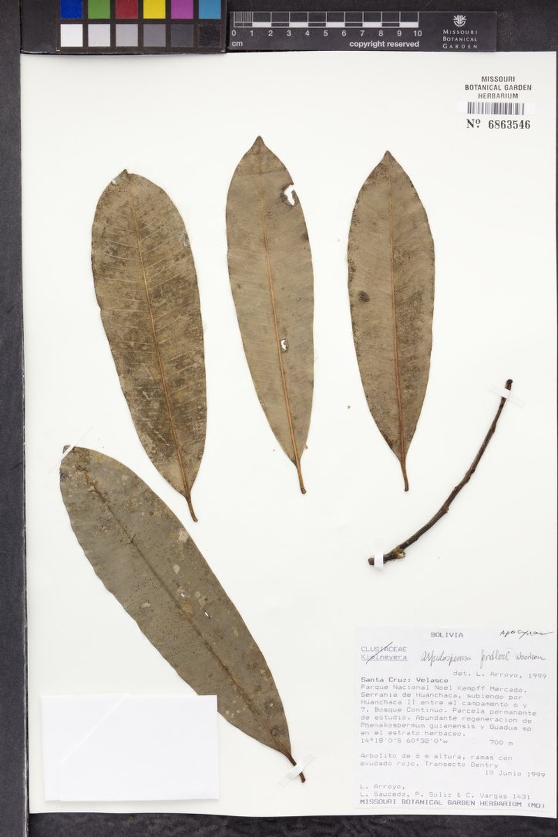 Aspidosperma fendleri