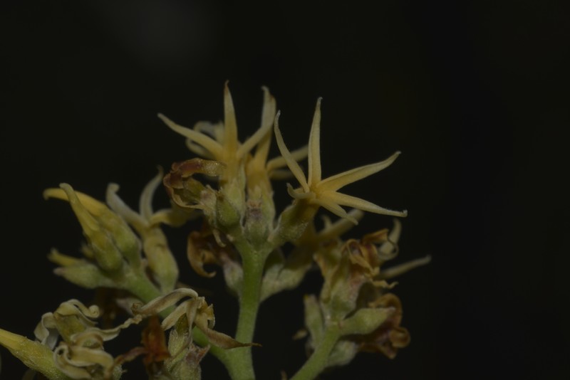 Aspidosperma flaviflorum photo 4