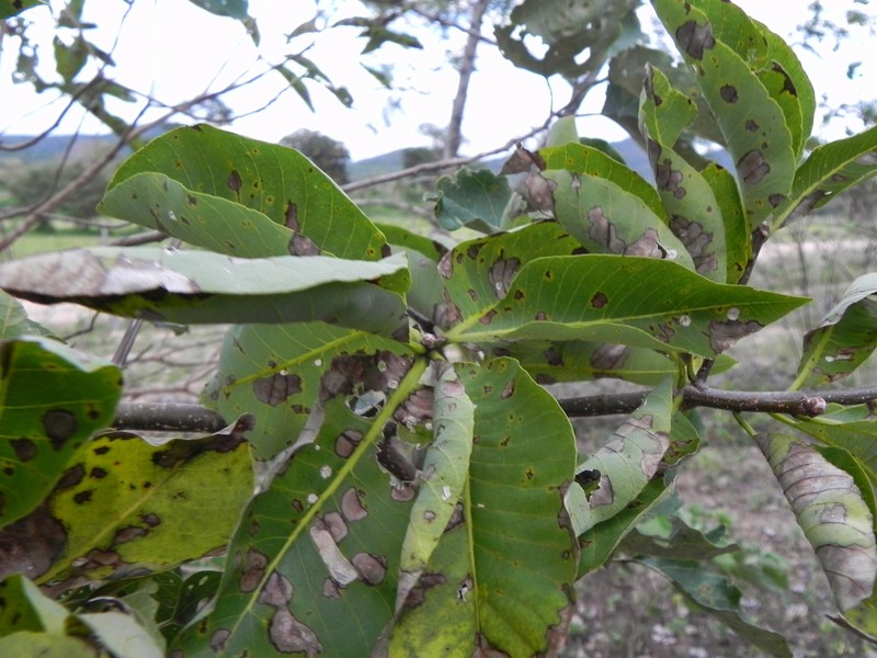 Aspidosperma flaviflorum
