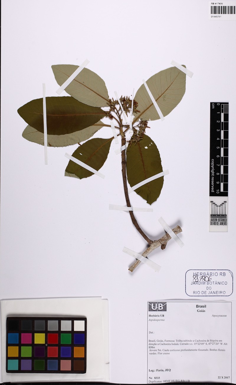 Aspidosperma formosanum