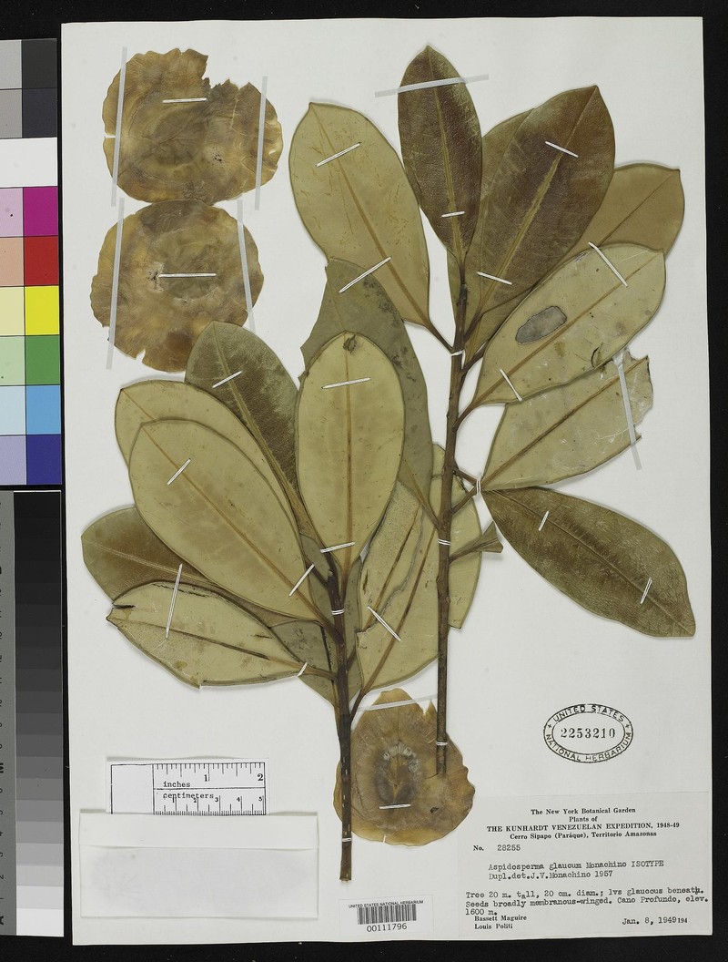 Aspidosperma glaucum