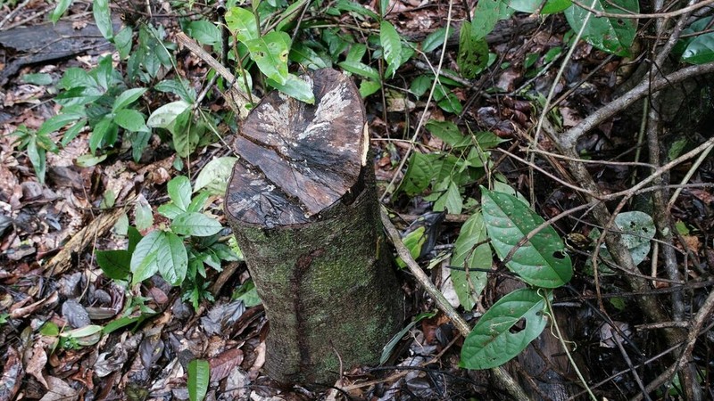 Aspidosperma helstonei