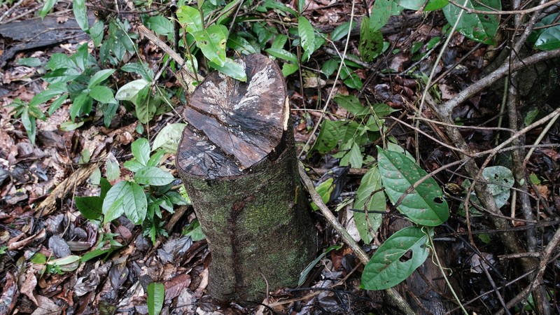 Aspidosperma helstonei photo 2