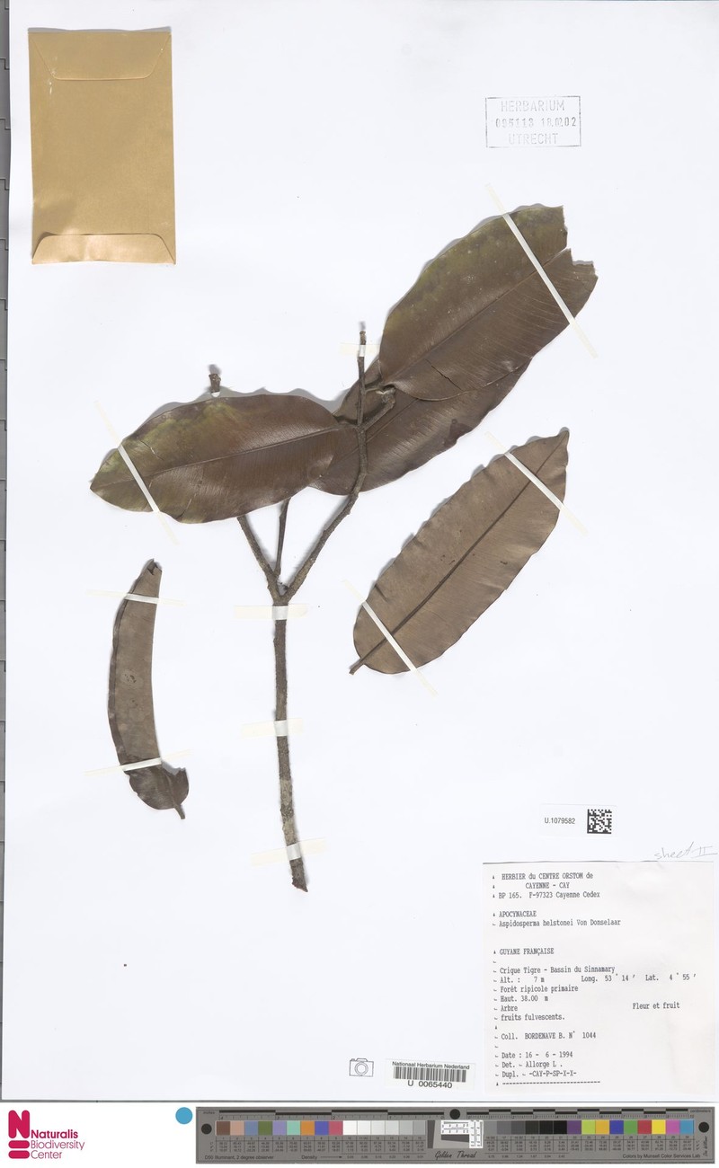 Aspidosperma helstonei photo 3