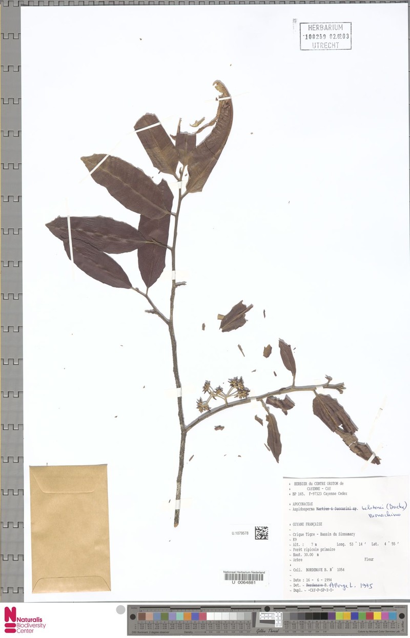 Aspidosperma helstonei photo 4