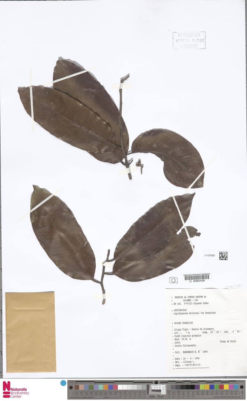 Aspidosperma helstonei photo 5