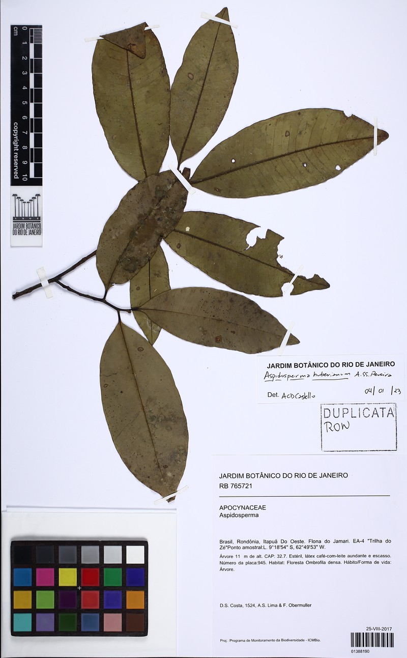 Aspidosperma huberianum
