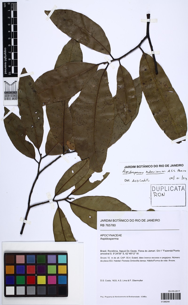 Aspidosperma huberianum photo 2
