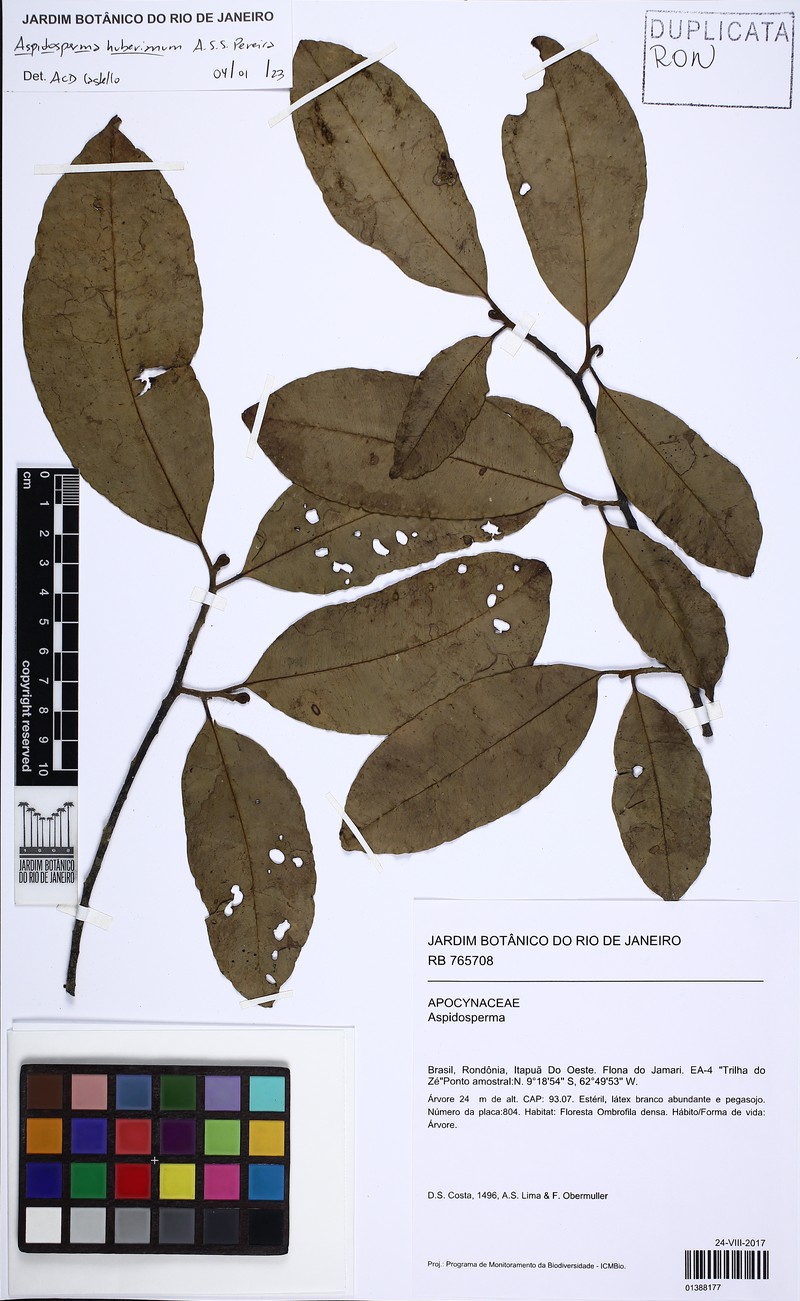 Aspidosperma huberianum photo 3