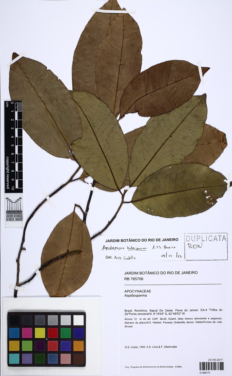 Aspidosperma huberianum photo 4