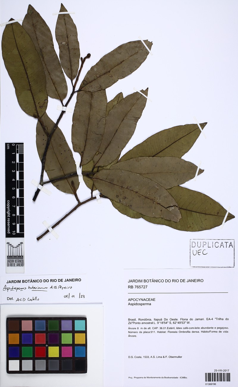 Aspidosperma huberianum photo 5