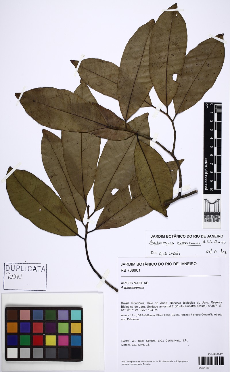 Aspidosperma huberianum photo 6