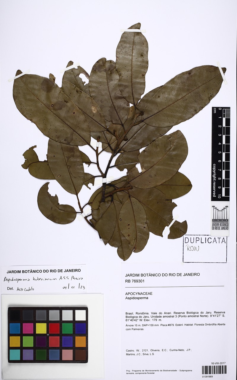 Aspidosperma huberianum photo 7