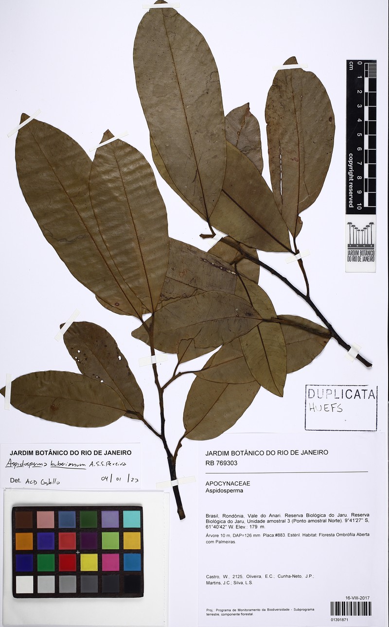 Aspidosperma huberianum photo 8