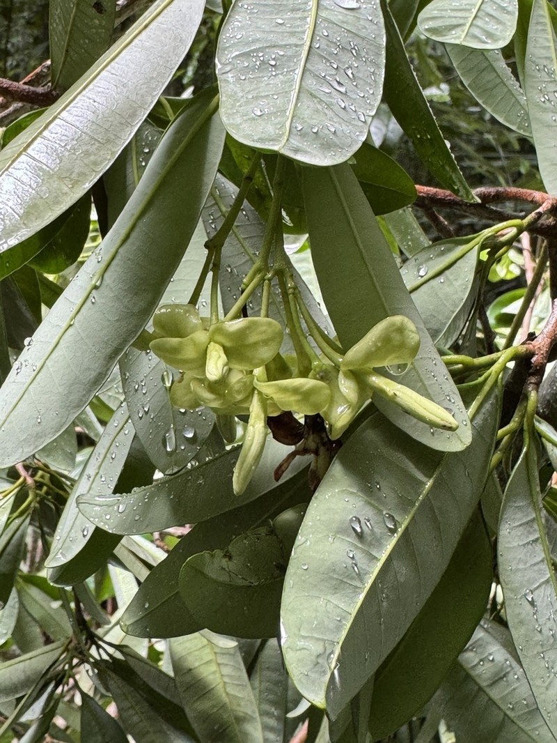 Aspidosperma illustre photo 4